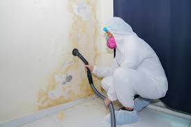 Best Black Mold Removal  in River Falls, WI